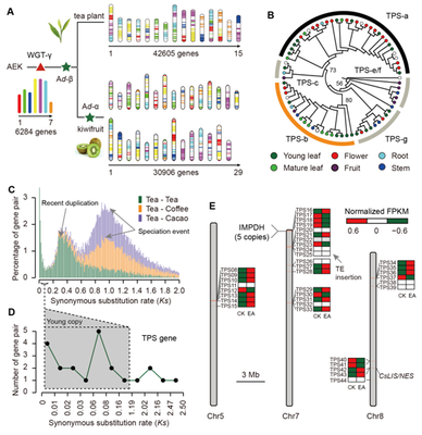 我室在茶樹基因組研究領域取得重要新突破，助力茶葉科學基礎研究與產業發展